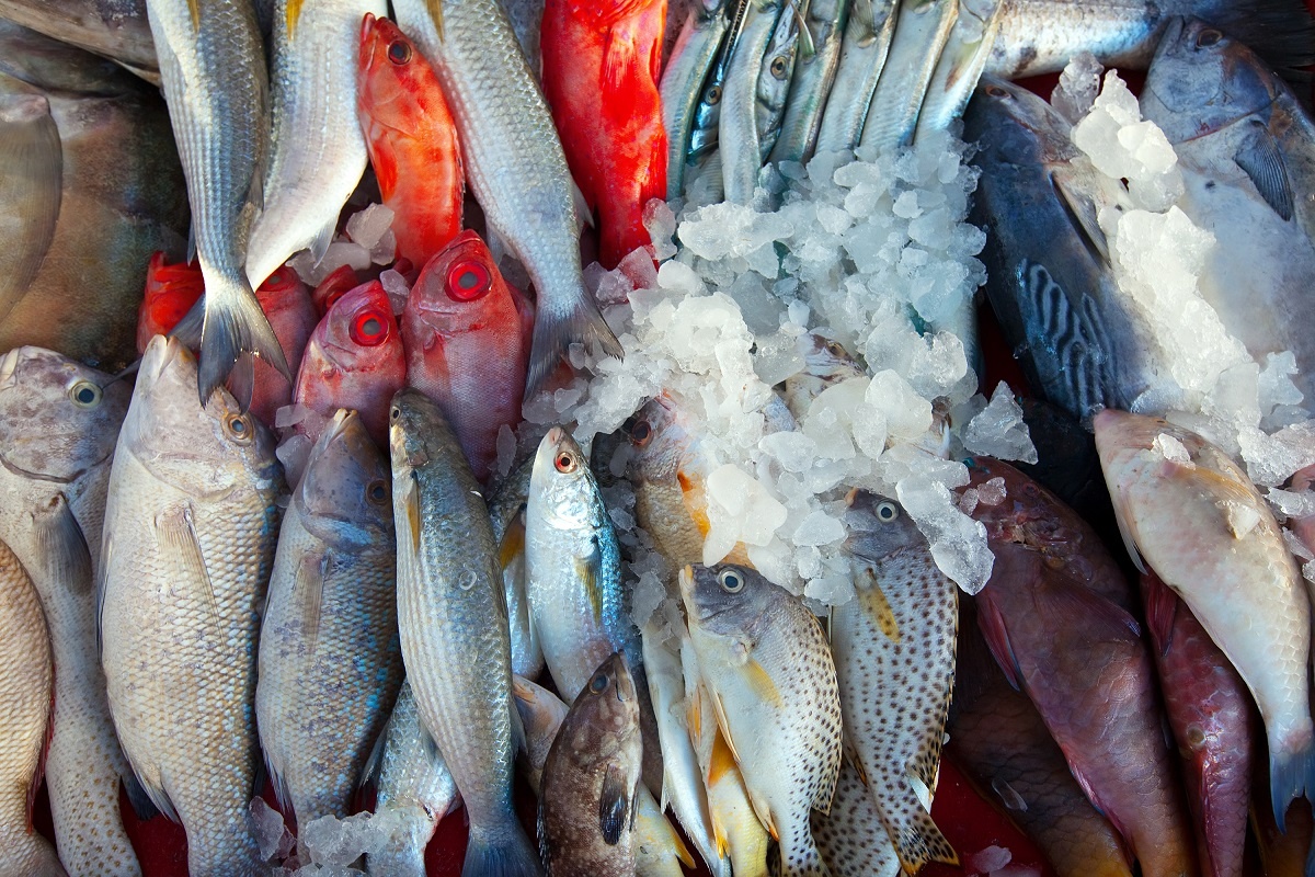 Fisheries-agreements-between-Morocco-and-European-Union