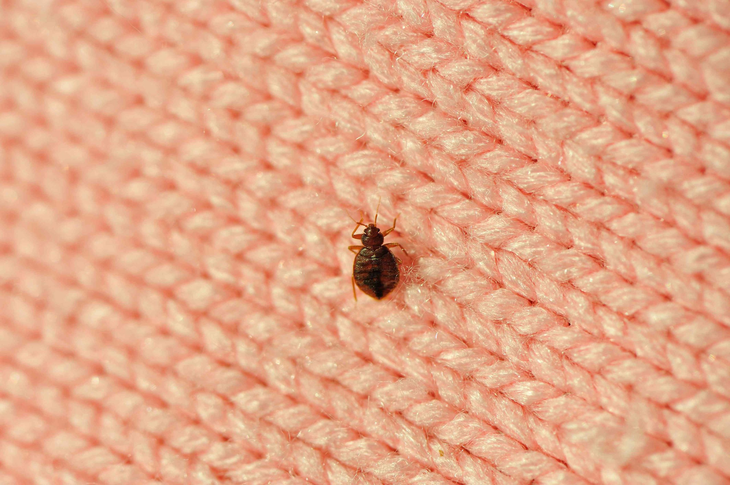 Bedbug Outbreak: Ministry of Health, Social Protection Activates Vigilance System to Prevent Potential Spread