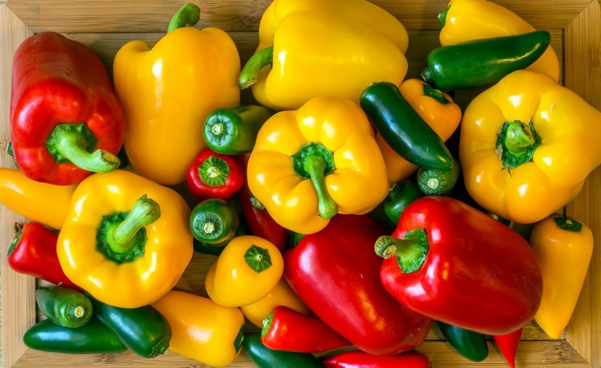 Exports: Morocco Conquers German Market with Sweet Peppers, Resulting in $30 Million Revenue (EastFruit)