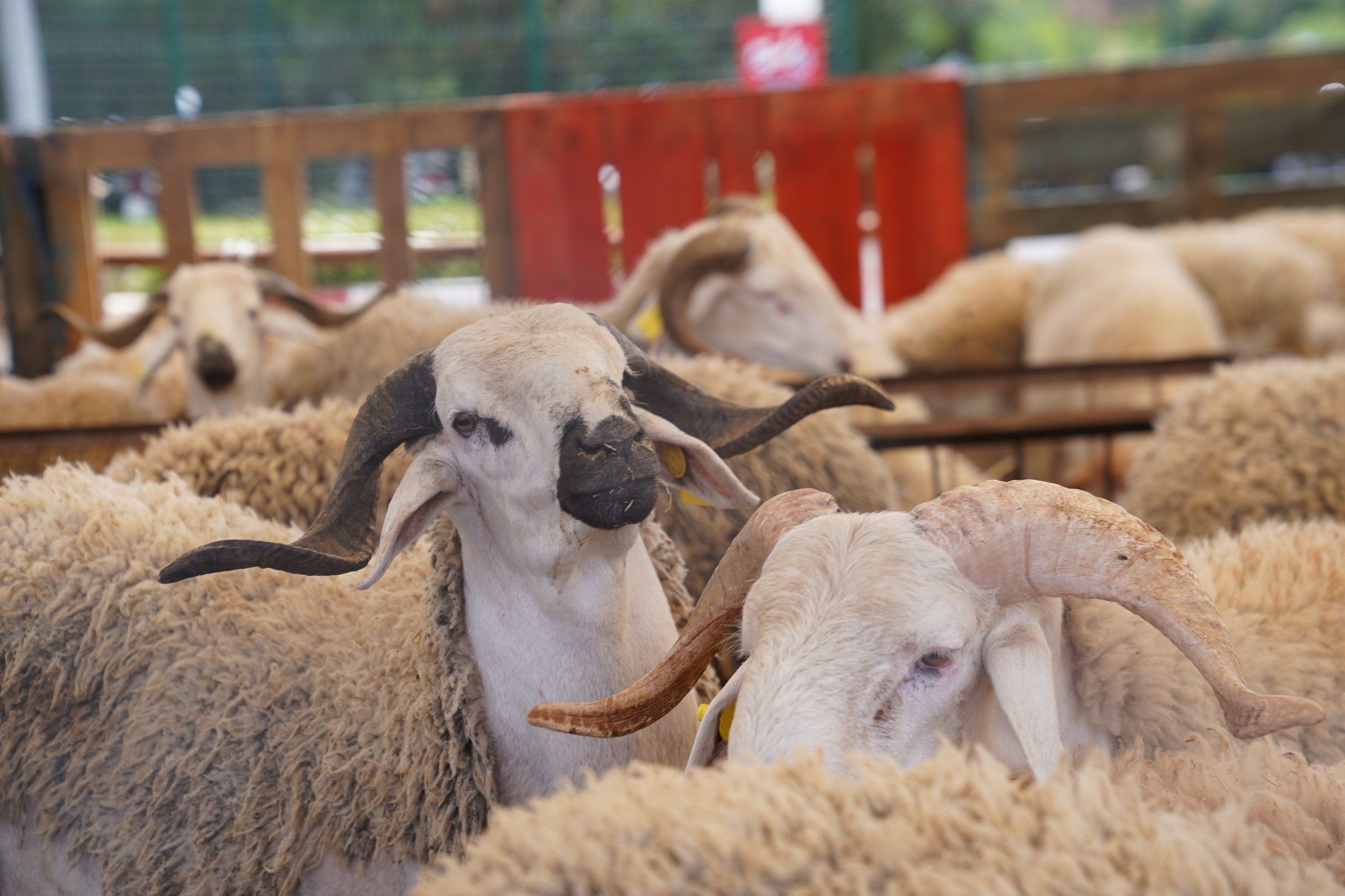 Sheep Morocco